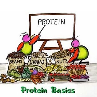 The Truth About Vegetarian Protein